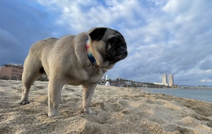 Mops na pláži Mops na pláži