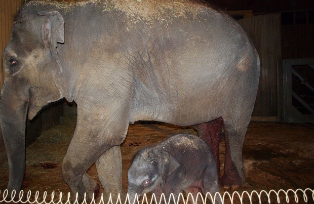 zoo ostrqva zoo ostrqva