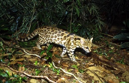 Nový druh kočky objeven v Brazílii