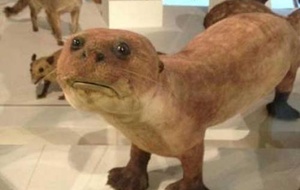 badtaxidermy.com badtaxidermy.com