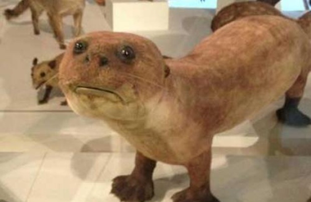 badtaxidermy.com