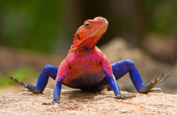 Agama mwanzae Agama mwanzae