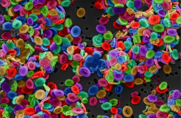 Nanoplankton.  © FEI Company