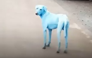 modří psi modří psi