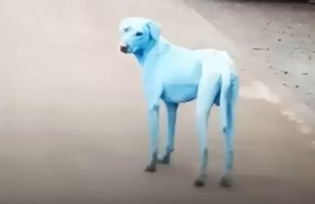 modří psi