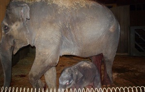 zoo ostrqva zoo ostrqva