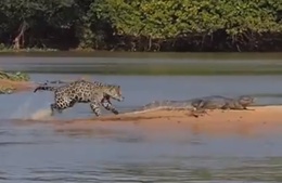 Jaguár zakousne kajmana